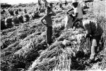 (210) Child Labor, Field Work, California,  c. 1960s
