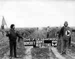 (257) Pickets during the grape and lettuce strike