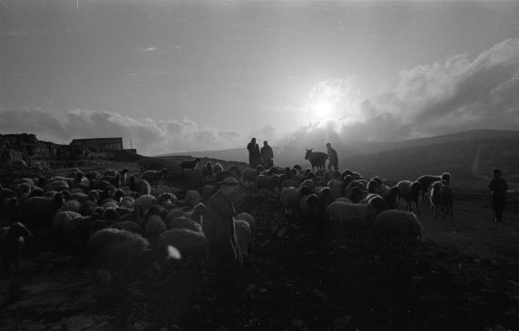 (10713) Shepherds, Emmus, Israel, 1978