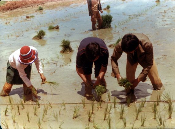 (270) Cesar Chavez, Philippines, Rice Field, 1977