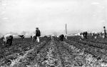 (340) Farm workers harvesting crops in a field