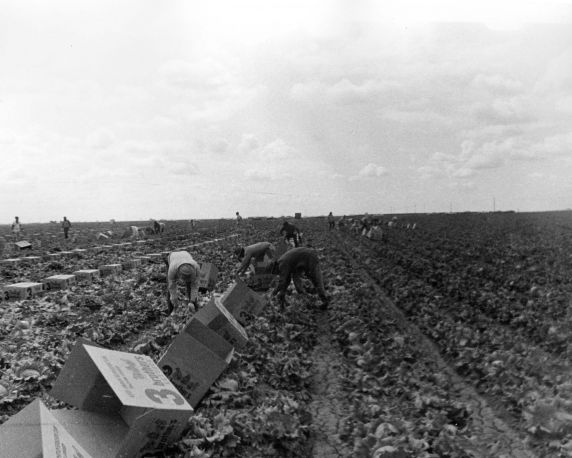 (7116) Farm workers harvest lettuce