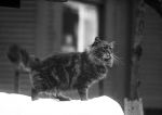 (73374) Animals, Cats, 1920s
